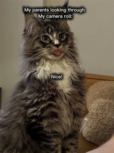 ehe- 😅 #cats #memes #funny #edit #cod #callofduty #simonriley