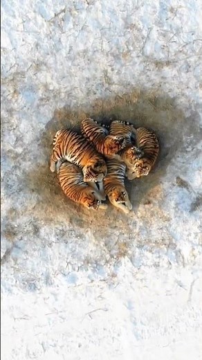 The weather was too cold, so tigers let go of their prejudices and hugged each other to keep warm.