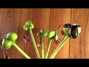 Amaryllis Seed pod production