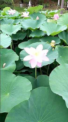 【夏の花】千葉公園の大賀ハスまつり #shorts ＃植物＃オオガハス＃大賀蓮＃千葉公園＃夏の花