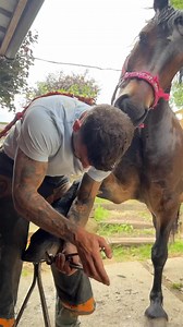 1.4M views · 56K reactions | Jacks back! He’s always looking for a sweet treat 藍 #horse #asmr #equestrian | Swfarrier | Facebook
