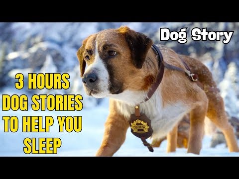 Amazing Dog Rescue Stories – Incredible Tales of Heroes with Paws 🐾💥