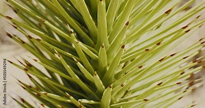 A Mojave Yucca in the Mojave National Preserve, California