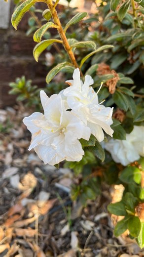 Year-round color without the work? Yes, please 🙌 @potagerblog is sharing her favorite low-maintenance garden hack: swap high-effort annuals for blooming shrubs like Encore® Azaleas 🔄 These beauties take up more space, deliver more impact, and bloom in spring, summer, and fall…all with almost zero maintenance. A little pruning, a little water, a little feeding… and a whole lot of curb appeal 🏡 Plant once, enjoy for seasons. That’s the Encore way! | Encore Azalea