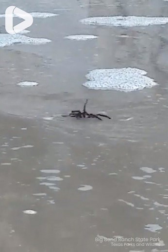 I just discovered tarantulas can swim and now I'm never getting back in the water again 🕷😳 Big Bend Ranch State Park-Texas Parks and Wildlife | IGV