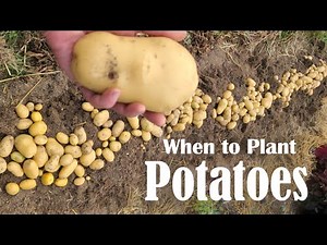 What Month Do You Plant Potatoes? When Do You Plant Potatoes? Spring & Fall Potato Planting