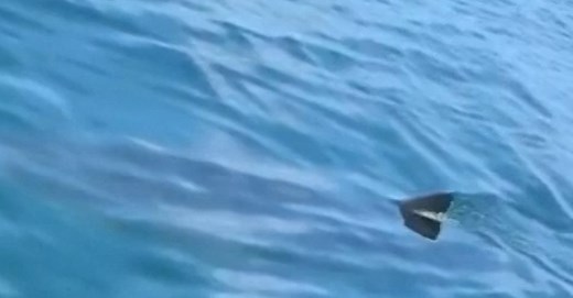 Massive Shark Spotted in Cape Cod