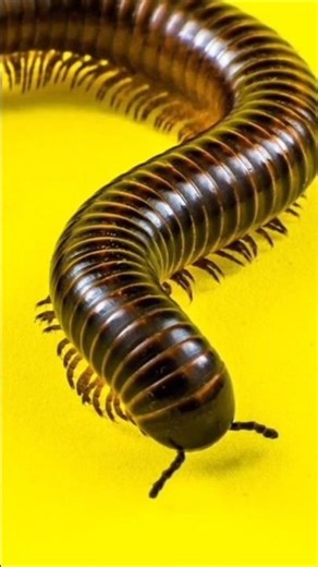 Cyanide Millipede. #millipede #insects #wildlife #nature #short #shorts.
