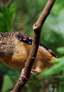 The UnXplained S01:E16 - Amazing Animal Abilities