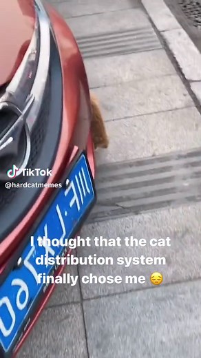 When Will It Be My Turn? Understanding the Cat Distribution System