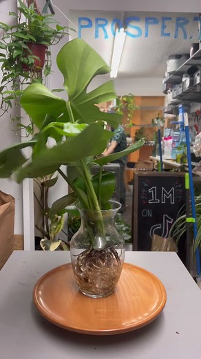 Hydroponic Plant Tips for Indoor Houseplants