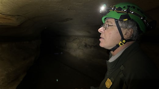 'Chipmunk shark' species discovered at Mammoth Cave