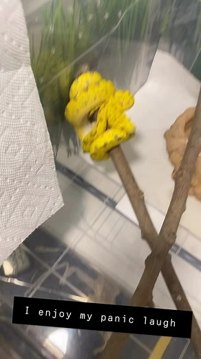 Old video of the Grinch #greentreepython #greentreepythonsofinstagrm #python #pythons #pythonsofinstagram #snake #snakes #snakesofinstagram #snek #reptile #reptiles #reptilekeeper #reptilelover #reptilesofinstagram #cute #daily #biak #animal #animals #instagram #tiktok #fun #happy #pet #pets #petsofinstagram | Black Lake Reptiles