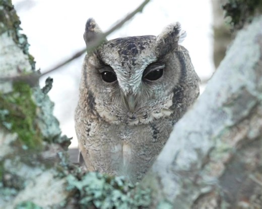 ✨Saturday Species Spotlight✨ Indian Scops Owl The Indian Scops Owl is a small, nocturnal owl widely found across the Indian subcontinent. It’s known for its excellent camouflage—its plumage resembles tree bark, helping it blend perfectly into wooded environments, as Iggy demonstrates rather well in this video. People often wonder if this particular owl is a baby of another species, as they are only about 24cm tall. They are very common across South Asia and their calls are heard regularly throug