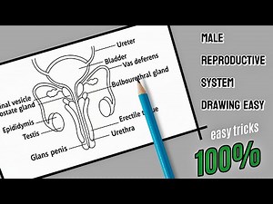 How to Draw Male Reproductive System Easy Step by Step | Anatomy Drawing Tutorial | ArtEdu by Sania