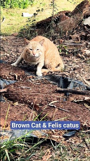 Felis catus & Brown Cat 😺🐈// Wild Cat // Wildlife Animal 🌴🌳