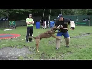 KUNO NVBK WORLD BEST WORKING MALINOIS LINES AT WORK