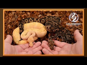 My 2023 Ball Python Holdbacks and Pickup! | Cool Colorful Clowns and Bold Beautiful Black Axanthics!