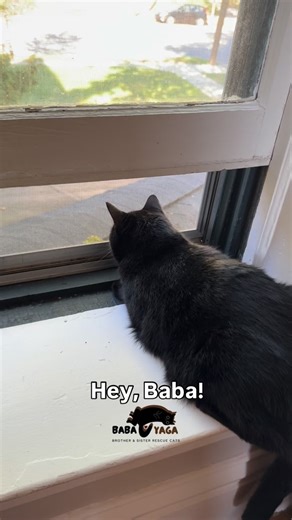 23K views · 17K reactions | omg you guys…  . Good thing that screen is strong~ lol But seriously, I do think Percival does want to be Baba’s friend -I mean, did you See how he was looking at him??  . . . . . #cats #catvideo #catlover #cutecat #blackcat #catsofinstagram #catagram #cats_of_instagram #catscatscats #blackcatsofinstagram #squirrel #squirrelfriend #baba #babayaga | BabaYaga Cat | Facebook