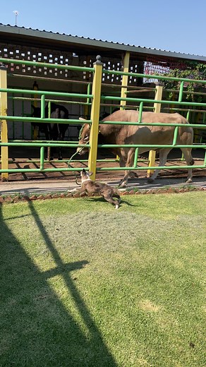 Despues de viajar asi llega el rey Azteca al Rancho!🇲🇽🔥