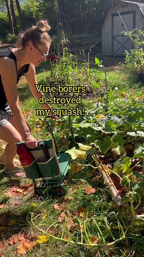 Dealing with Squash Vine Borers: Prevention and Control Methods