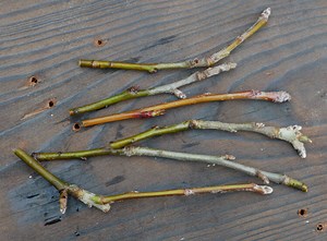 Grafting Skinny Scion Wood, Tips for Success — SkillCult