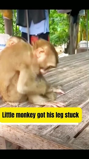 It must be very painful #baby #monkey #viral #funny