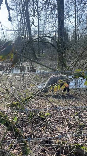 Countelle (@counteller)’s videos with Camel Sounds - Relaxing Spa