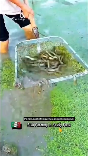 Pond Loach Fish Catch For Consumption. Watch This! #highlights #pond #loach #fish | Efigenia Lustre