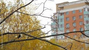 A slow motion of a crow on a yellow autumn tree, looking around and then flying off the branch. There are more crows on background trees. A multi storey residential building is rising above them