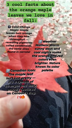 15 reactions · 10 comments | The beauty of ORANGE maple leaf. #autumn #color #canada #mapleleafs | Charo Bacchus | Facebook