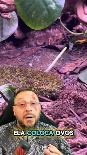 Víbora de Mangshan, Protobothrops mangshanensis #animais #natureza #bio #biologia #biologo #biologa #biologicas #ciência #animal #zoo #zoologia #ecologia #bichos #bicho #vocesabia #curiosidades #explorar #biologohenrique #faunasilvestre #meioambiente #víbora #cobra #serpente #mangshan #viborademangshan | Biólogo Henrique o Biólogo das Cobras