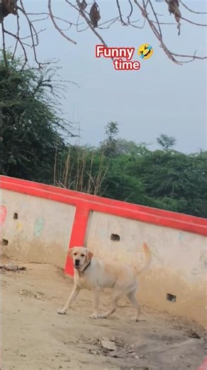 Labrador retriever out side the house #labrador #shorts