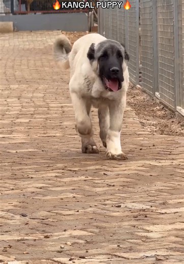 🥶 Kangal Puppy: Discover the Mighty Anatolian Breed