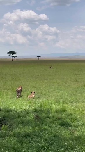 Another cheetah duo in the Mara, the Border boys Ruka and Rafiki on the hunt for a meal today! The acceleration is insane!! They tried with a thompson gazelle and had quite an impressive chase, but it seems they were unsuccessful. They’re looking skinny, hopefully the boys will catch something soon. - - - Video by branchleaves #cheetah #cheetahs #nature #naturephotography #naturelover #photography #africa #kenya #masaimara #maratriangle #borderboys #rosettaboys #ruka #rafiki #catlife #catlovers 