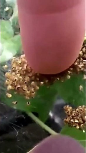 Regardez ces bébés araignées qui font leurs premiers pas