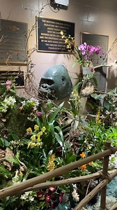 🌺 Orchid Adventure is now open at Franklin Park Zoo! See the Tropical Forest transformed into a breathtaking botanical wonderland. 🌳 Wander through a lush, indoor space filled with hundreds of vibrant orchids, displayed alongside western lowland gorillas, ring-tailed lemurs, cotton-top tamarins, and more. | Franklin Park Zoo