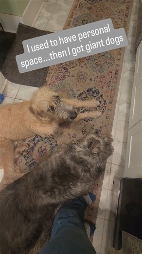 Giant dog owners - drop your daily struggles below 😂👇 #thesavannahwolfhound #irishwolfhound #wolfhoundsofinstagram #giantbreed #giantdog | The Savannah Wolfhound