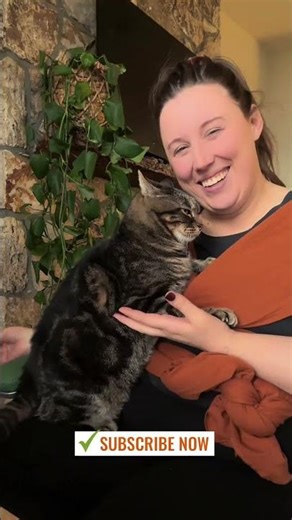 How To Wrap A Cat | Daily Cat’s Toebeans Care | Wrapped My Cat In A Baby Wrap