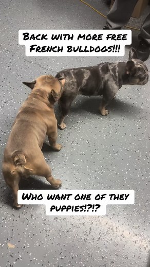 Free French Bulldogs Available Again – Adopt Yours Now!