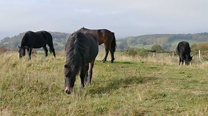 Horse, Wild, Shetland Ponies. Free Stock Video