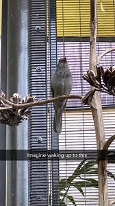 1.8M views · 2.3K reactions | "Talking birds are birds that can mimic...