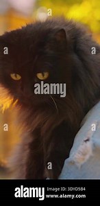 Hugging a nature. A woman puts her arms around large stone with moss, exchanging emotions and charging energy from nature.