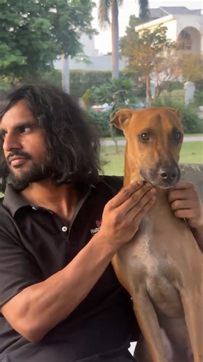 Saurabh Bhatt on Instagram: "2 Indian Street Dogs Indian Pariah Dog (Canis lupus familiaris – Indian Native Breed)"