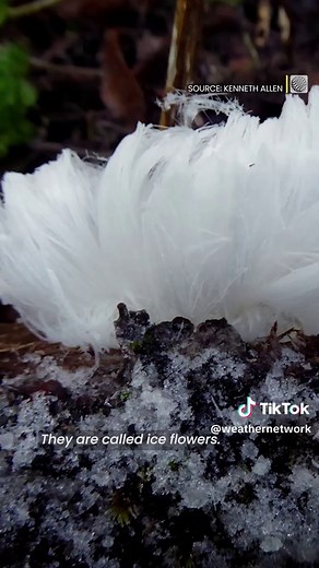 Discover the Beauty of Ice Flowers: A Rare Phenomenon