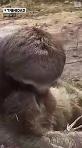 47K views · 2.1K reactions | FAMILY REUNION: A baby sloth is back with its mother after the pair were separated after being rescued from wildfires in Bolivia. The two received vet check-ups and are in good health. They have since been released into the Chuchini nature reserve. https://abcn.ws/3DjJa9A | ABC News | Facebook