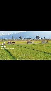 take charming horse carriage ride, Gather your family and friends for an unforgettable journey through village in horse-drawn carriages. #carriage | Hengyisheng Vehicle | Facebook