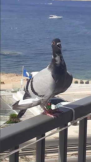 Besuch von eine Brieftaube