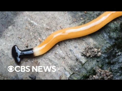 Sightings of toxic hammerhead flatworms on the rise in Canada