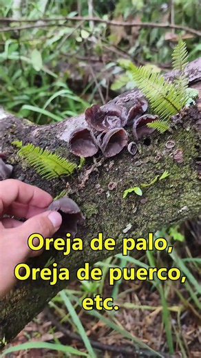 Hongos oreja de palo, horeja de chancho, horeja de viejita, género Auricularia #hongoscomestibles